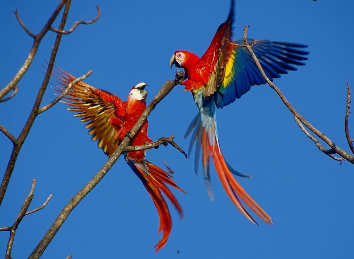 Birdwatching