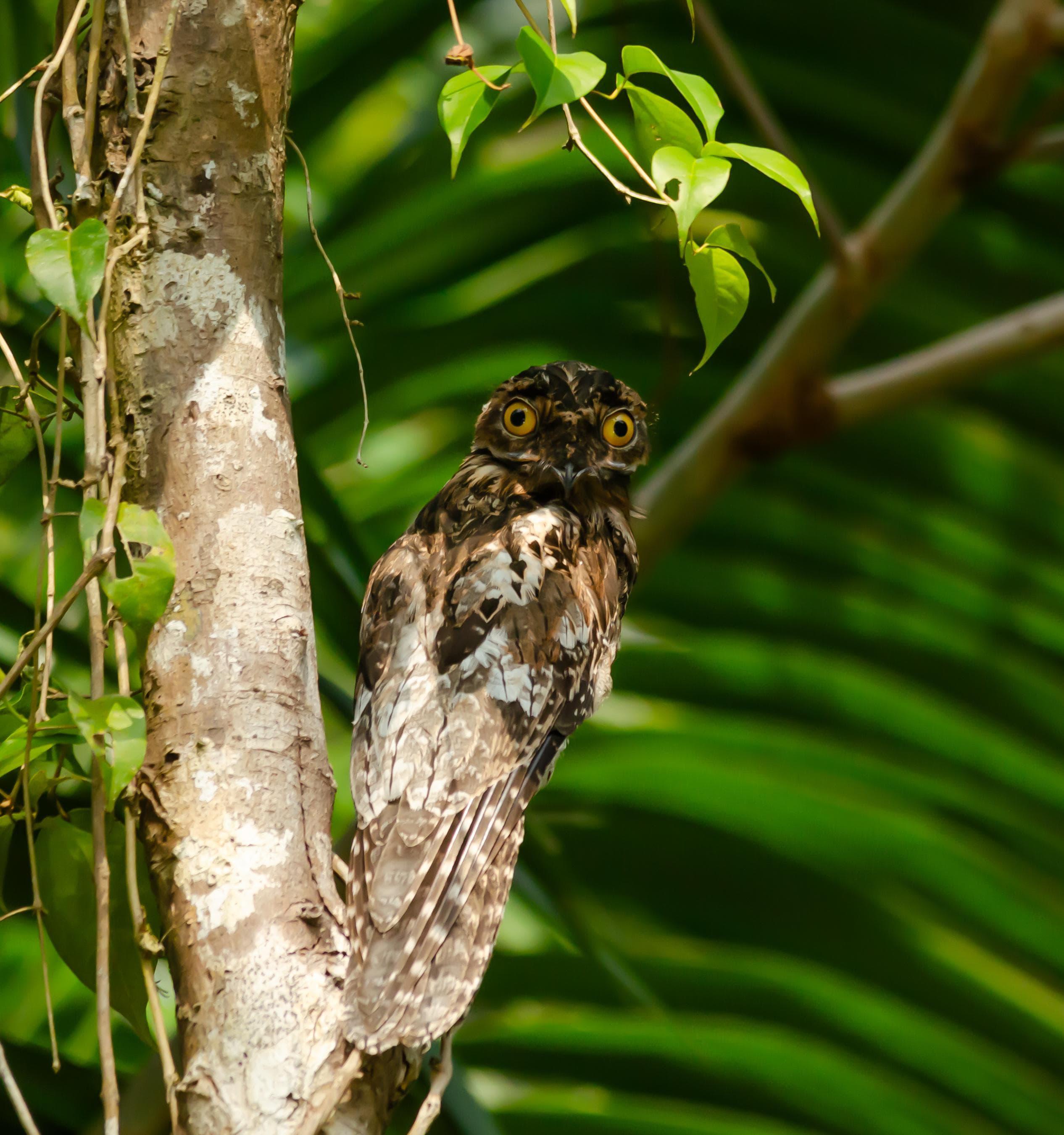 Birdwatching