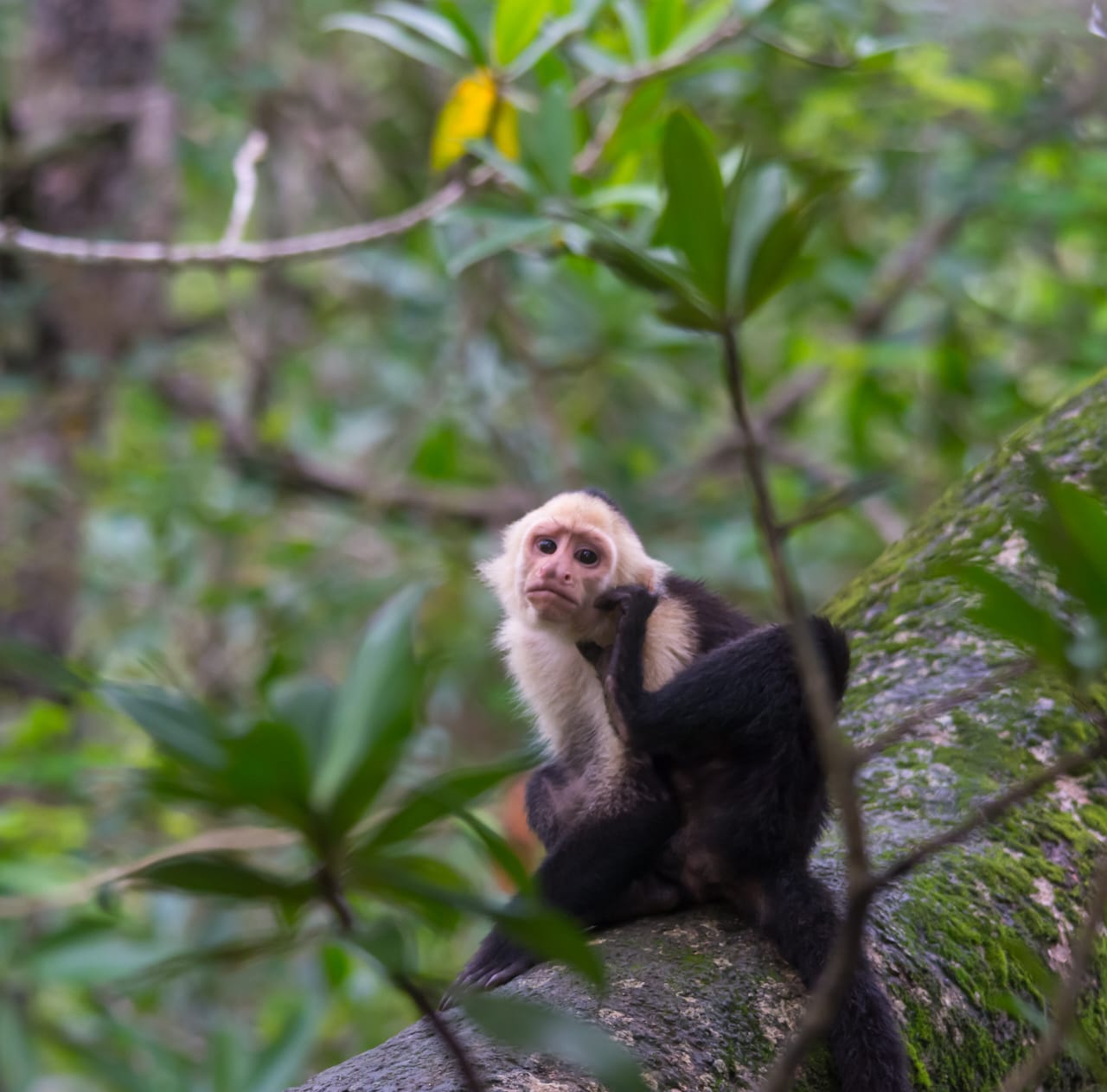 Corcovado National Park San Pedrillo Ranger Station