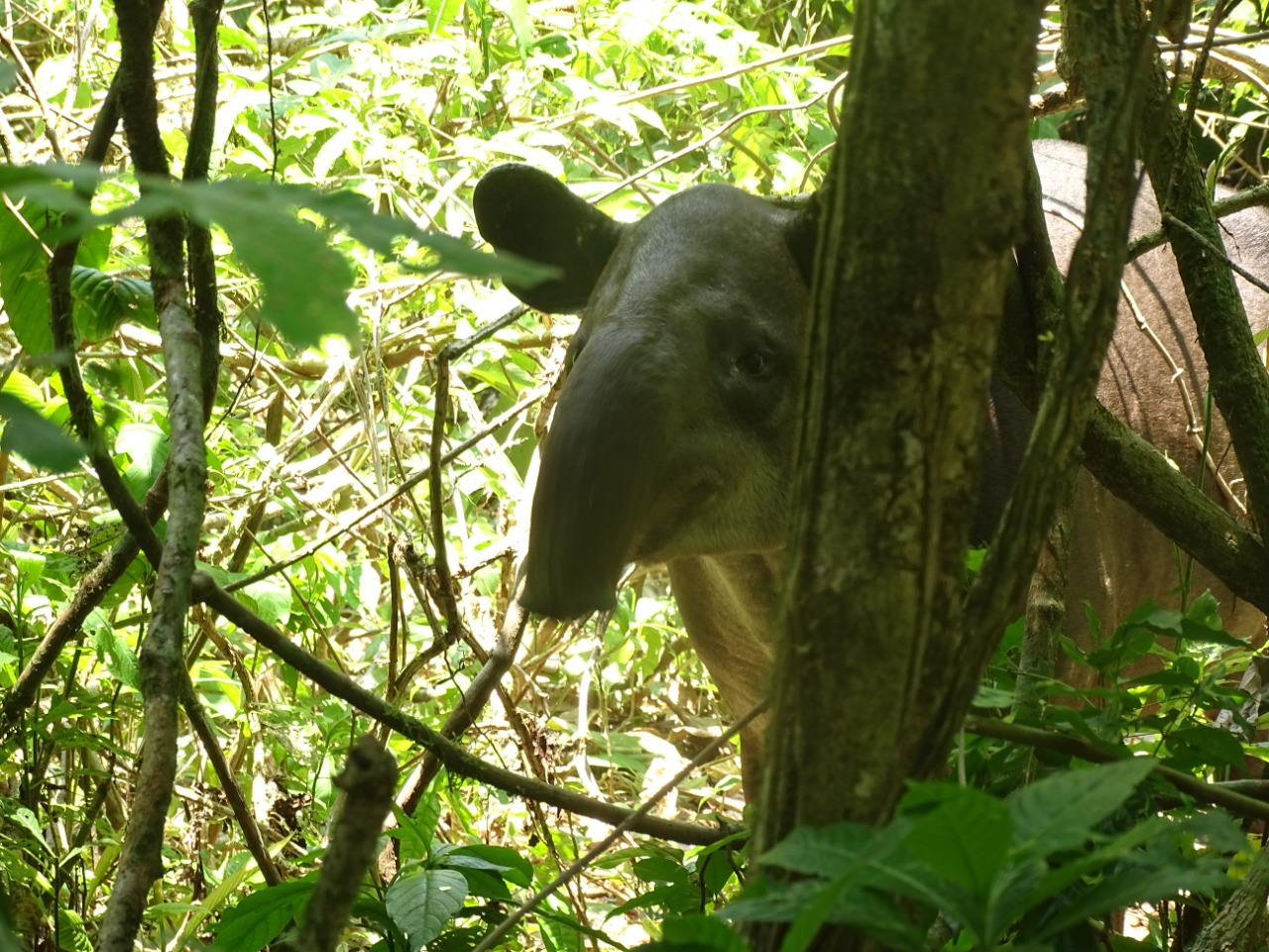 Corcovado National Park Sirena Ranger Station