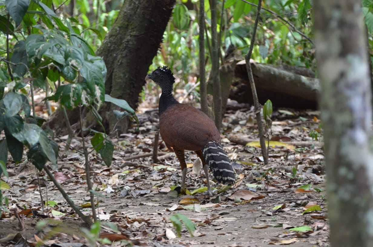 Corcovado National Park Sirena Ranger Station