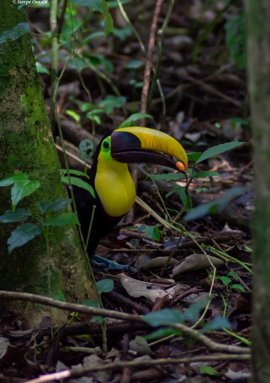 Corcovado National Park Sirena Ranger Station