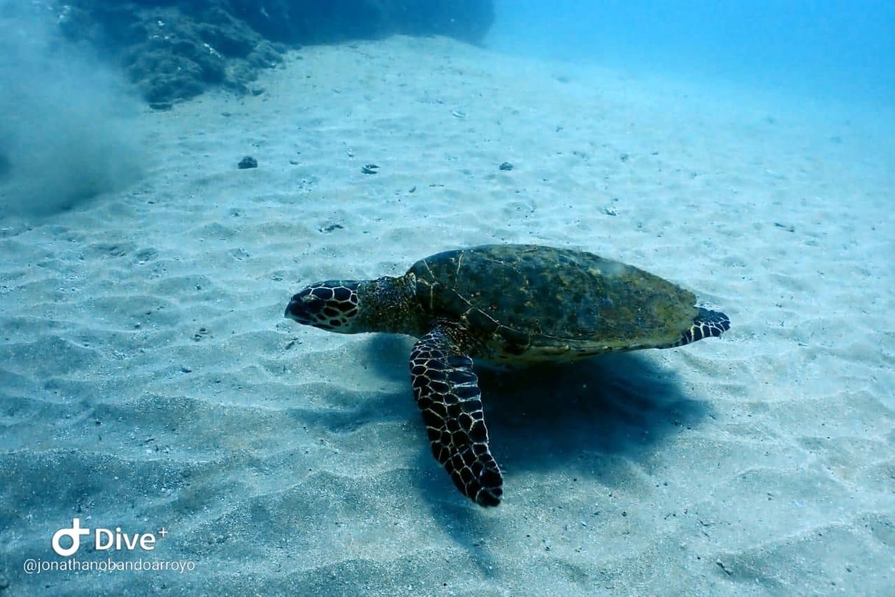 Caño Island Snorkeling