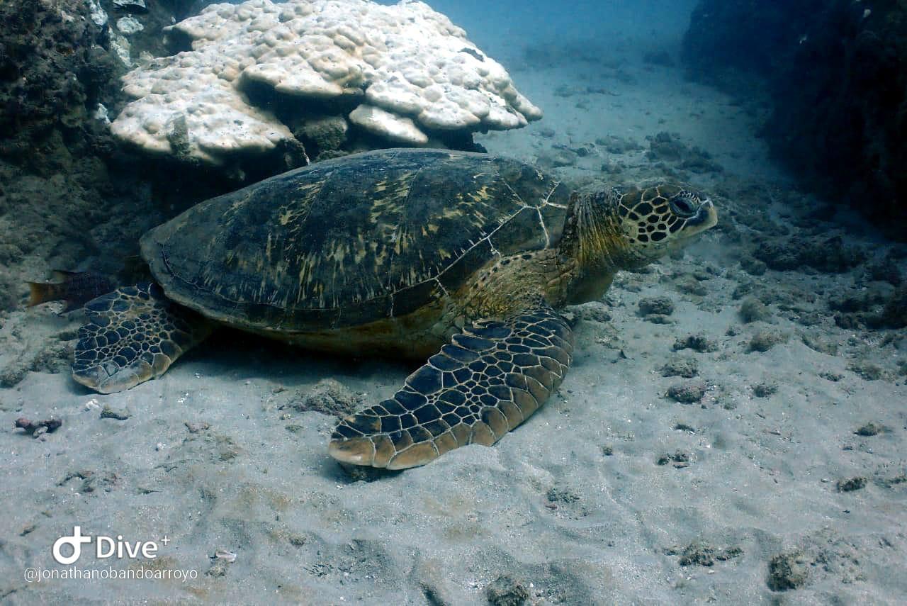 Caño Island Snorkeling