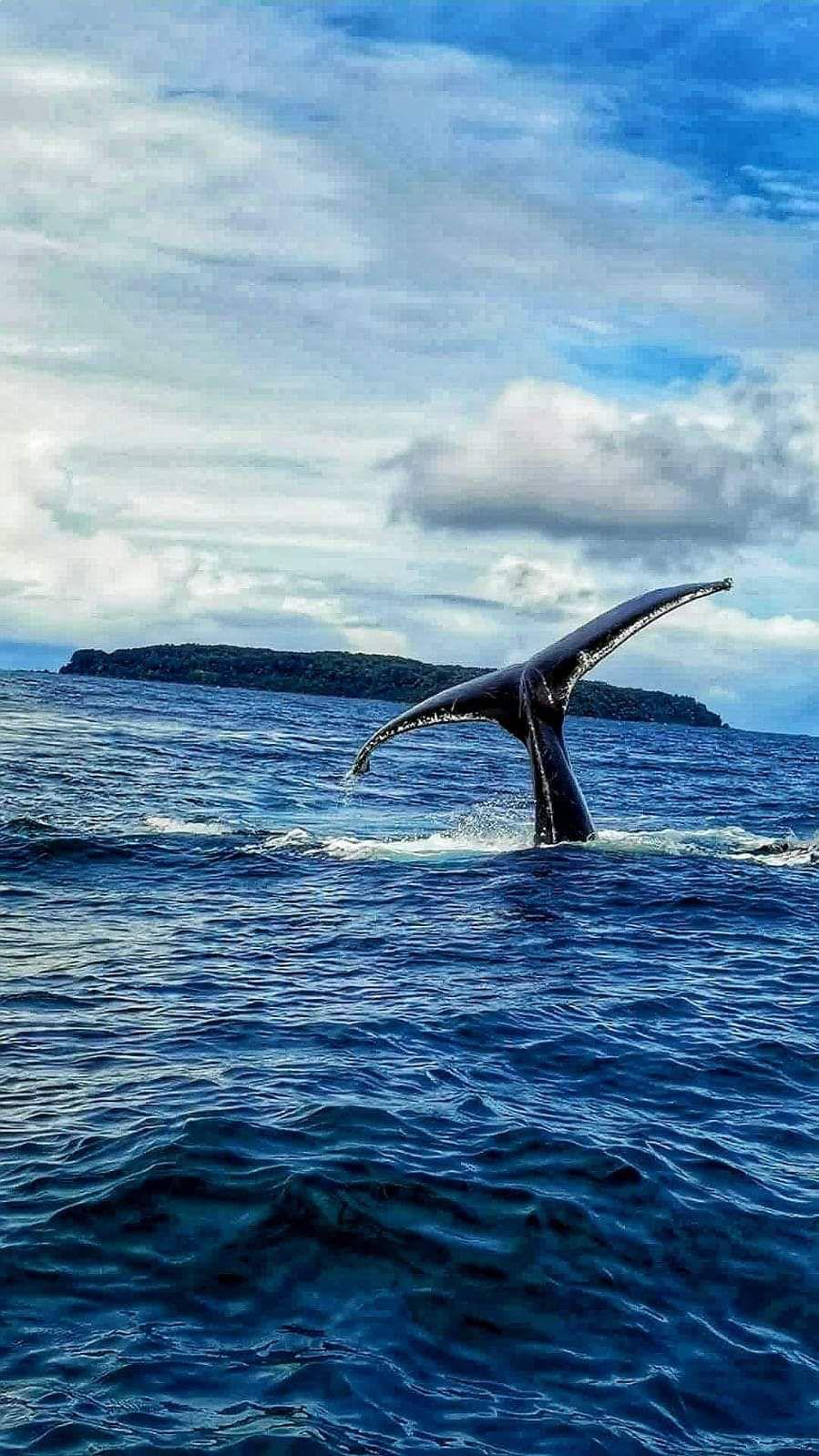 Humpback Whale And Dolphing