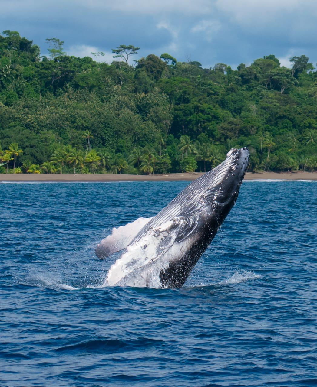 Humpback Whale And Dolphing